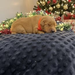 Saint Nicholas - Golden male Golden Retriever puppy in Salt Lake City, Utah from Soaring golden retrievers