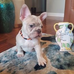 French Bulldog Puppies from Real Dream Productions