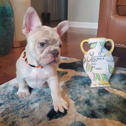 French Bulldog Puppies from Real Dream Productions
