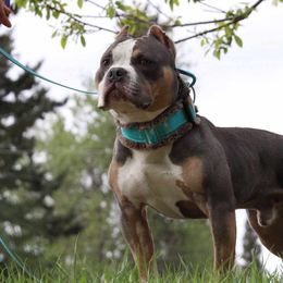 American Bully Puppies from Sky River Bullies