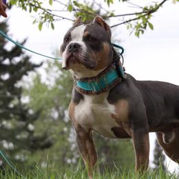 American Bully Puppies from Sky River Bullies