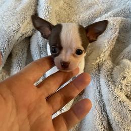 Chihuahua and Dachshund Puppies from Casey's Chihuahuas and Dachshunds
