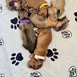 Dachshund Puppies from Lakeview Dachshunds