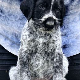 Girl 5 - Black and white female German Wirehaired Pointer puppy in Wellston, Ohio from Blue Line GWPs