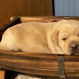 Dachshund and Labrador Retriever Puppies from Rockin M Kennel