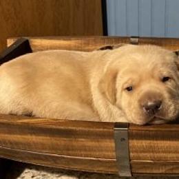 Dachshund and Labrador Retriever Puppies from Rockin M Kennel