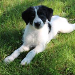 Martha Washington - Black and white female Assorted Doodle Crosses puppy in Bagley, Minnesota from Soni Morgan