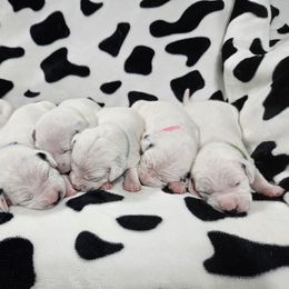Dalmatian puppies from Buttonridge Dalmatians