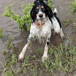 English Springer Spaniel All Grown Up from Sho-Me Springers