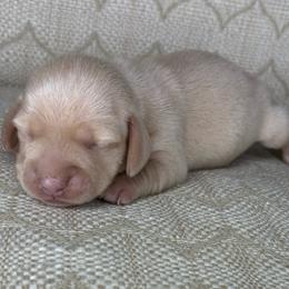 Cutie - Cream female Dachshund puppy in Tulare, California from Dreamy Creamies