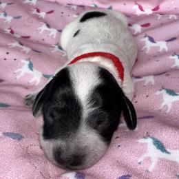 AKC - ROSEY - Piebald female Dachshund puppy in Omaha, Nebraska from Colorful Dachshunds