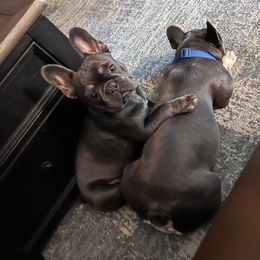 French Bulldog All Grown Up from Dama Hill Frenchies