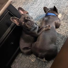 French Bulldog All Grown Up from Dama Hill Frenchies