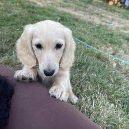 Hoagie - Cream male Dachshund puppy in Federal Way, Washington from Designer Doxies