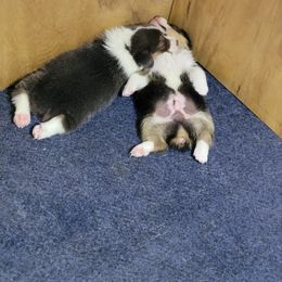 American Corgi Puppies from DnD Corgis