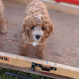 Bernedoodle and Cavapoo Puppies from Wag'in Tails