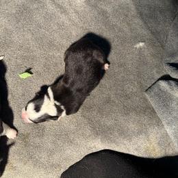 V-1 left tail on - Black and tan male Pembroke Welsh Corgi puppy in Sanford, Michigan from Tambali Pembroke Welsh Corgis