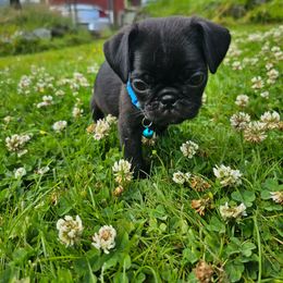 Pug Puppies from Cupid’s Pugs