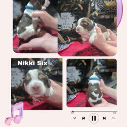 Nikki Six Boy1 - Liver and white male English Springer Spaniel puppy in Saginaw, Michigan from Kemerer Springers