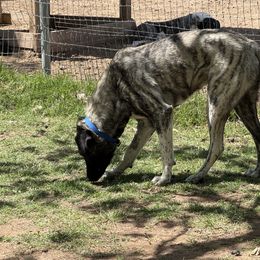 Dusty - Brindle Anatolian Shepherd Dog puppy in Queen Creek, Arizona from Saddle Creek Shepherds