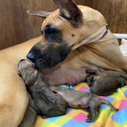 Great Dane Puppies from Paxton Great Danes