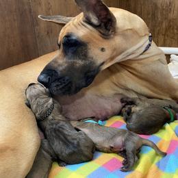 Great Dane Puppies from Paxton Great Danes