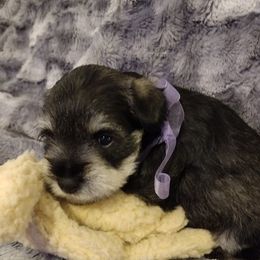 Miniature Schnauzer Puppies from Kim Stockstill