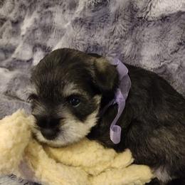 Miniature Schnauzer Puppies from Kim Stockstill