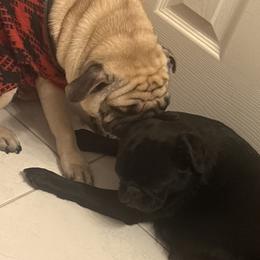 Pugs from Double Dutch Pug Co.