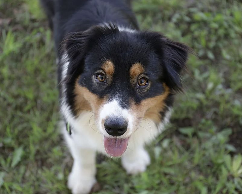 Black tri Australian Shepherd Dog