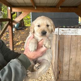Male 6 - Light golden male Golden Retriever puppy in Rainier, Washington from Hanson’s NW Goldens & Doodles
