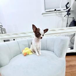 AKC Luigi (4500) - Chocolate and white male Chihuahua puppy in Cincinnati, Ohio from Cincy Chis