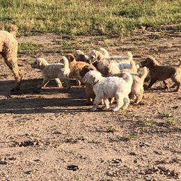 Poodle Puppies from Hidden Treasures Farm LLC
