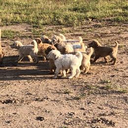 Poodle Puppies from Hidden Treasures Farm LLC