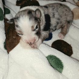 BMF 1 - Blue merle female Miniature Australian Shepherd puppy in Leonard, Texas from Tin Roof Aussies