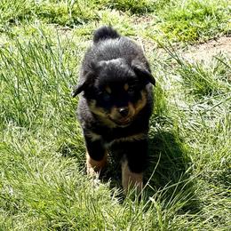 Evey - Black tri female Toy Australian Shepherd puppy in Medical Lake, Washington from MAS Gone Rogue
