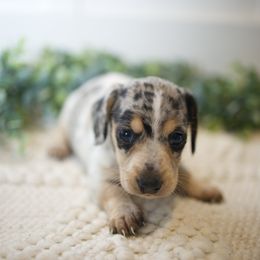 Bo - Piebald male Dachshund puppy in Indiantown, Florida from Turquoise River Minature Dachshunds