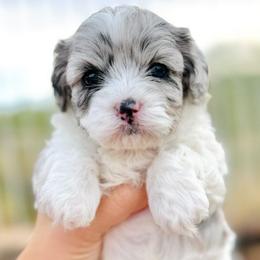 Dakota - Merle female Cavapoo puppy in Tucson, Arizona from Ever After Doodles Arizona
