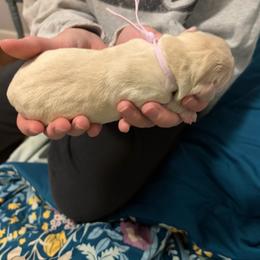 Light Purple - Yellow female Labrador Retriever puppy in Archer Lodge, North Carolina from Archer Lodge Labradors