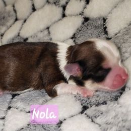 Nola - Red female Havanese puppy in Spokane, Alabama from Havanese Cuban Cuties