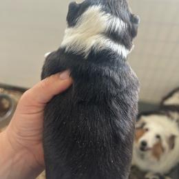 Lavender - Black white and tan female Shetland Sheepdog puppy in Fontanelle, Iowa from Jensen Farms Shelties