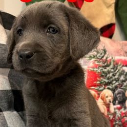 Gunner- Charcoal Male- Red - Charcoal male Dilute Retriever puppy in Marion, Illinois from Summer Lovin’ Labradors of Southern Illinois