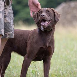 Mocha  - Labrador Retriever