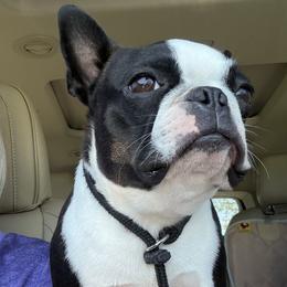 Eli - Boston Terrier