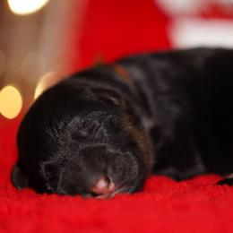 Brown Ribbon - Black and red male German Shepherd puppy in Howard City, Michigan from Sherman's Shepherds