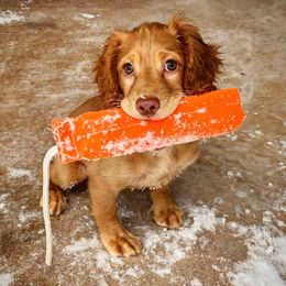 English Cocker Spaniels from Rooster Team One