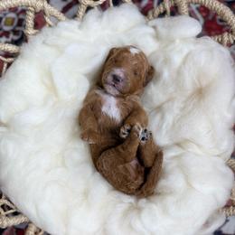 Tecova - Red  male Poodle puppy in Ault, Colorado from The Peaks Premium Poodles