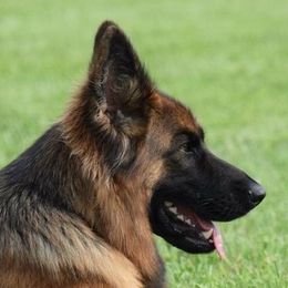 German Shepherd All Grown Up from Vom Sturmjäger