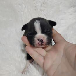 Steve - Blue male Boston Terrier puppy in Catawba, North Carolina from Lil Wiggles Boston Terriers