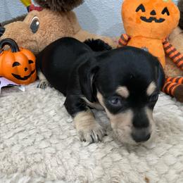Sarah     Pet only - Black and cream female Dachshund puppy in Bullard, Texas from Mimidachs of Texas